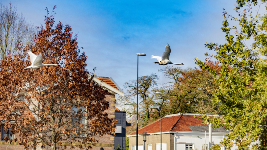 Zwanen vliegen voorlangs woningen in Apeldoorn.