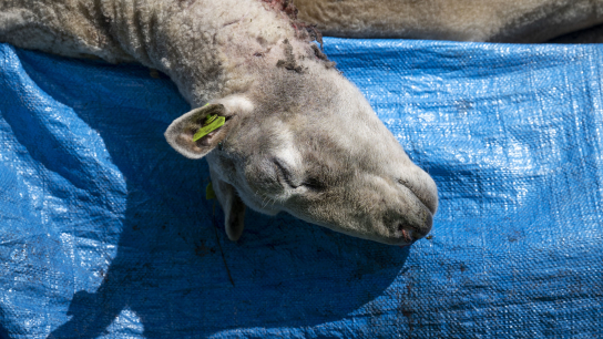Eind mei werden achttien schapen in Appelscha in Friesland door een wolf gedood.