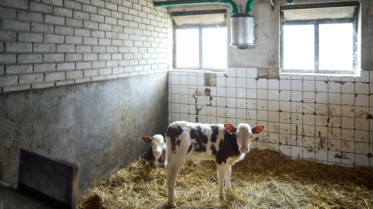 Kalfjes in de stal van melkveehouder Arnold van Adrichem van Zuivelcoöperatie Delflandshof in Zuid-Holland.