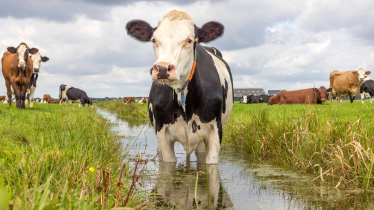 Te veel meststoffen in Nederlandse sloten.