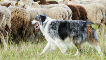 schapen en kuddebeschermingshond