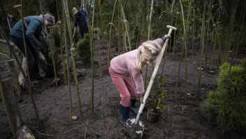 Wijkbewoners planten bomen en struiken in net hun aangelegde Buurtwildernis. (24 nov 2021, Haren)