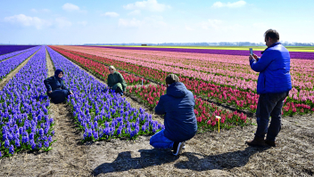Bollenvelden in Noord-Holland in begin april dit jaar.