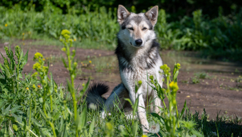 Hond die lijkt op een wolf