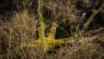 Mosgroei in natuurgebied de Deurnsche Peel in Noord-Brabant.