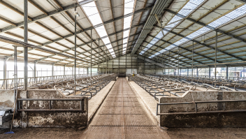 De lege koeienstal vorig jaar van een in Weert in Limburg uitgekochte veehouder.