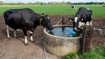 Twee koeien drinken water uit een waterput bij een weiland.