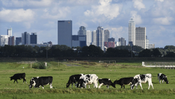 Grazende koeien tegen de achtergrond van de Rotterdamse hoogbouw.