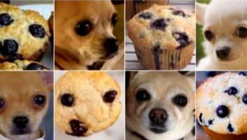 Afbeeldingen van chuahua's en muffins, bijna identiek
