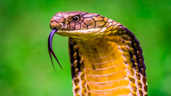 Cobra tegen een groene achtergrond