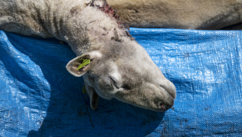 Eind mei werden achttien schapen in Appelscha in Friesland door een wolf gedood.