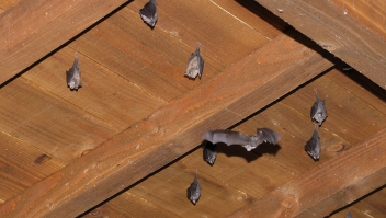 Dwergvleermuizen hangen aan het dak van een boerenschuur. 