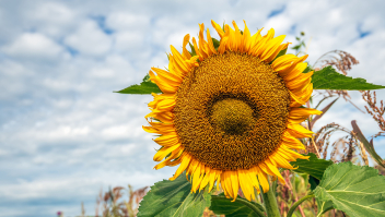 Een zonnebloem in een insectvriendelijke akkerrand langs het land van een biologisch rundvee- en akkerbouwbedrijf in Noord-Brabant.