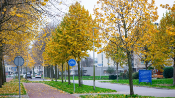 Bomen op een bedrijventerrein in Waddinxveen