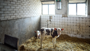 Kalfjes in de stal van melkveehouder Arnold van Adrichem van Zuivelcoöperatie Delflandshof in Zuid-Holland.