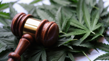 Shutterstock wiet rechter cannabis