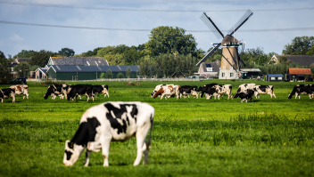 Koeien grazen in de buurt van het Zuid-Hollandse dorp Ottoland.