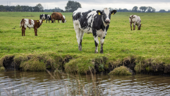 Een koe bij een sloot in de gemeente Midden-Delfland, Zuid-Holland.