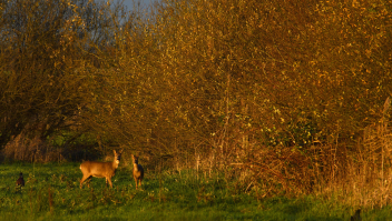 Reeeën kortgeleden tijdens het gouden uur in een natuurgebied nabij Terheijden, in Noord-Brabant.