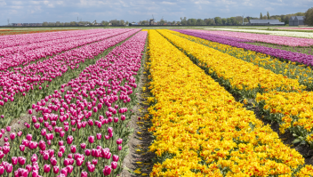 ANP Bloembollen Alkmaar veld