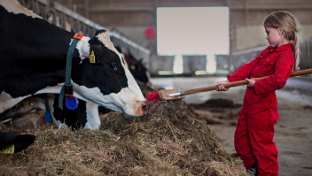 Meisje voert koeien op boerderij