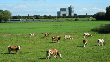 Grazende koeien vlakbij de IJssel.