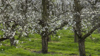 Pruimenbomen vol bloesem, vorig jaar in het dorp Meteren in de gemeente West Betuwe.