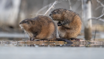 Twee muskusratten 