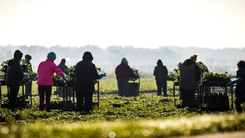 ANP Arbeidsmigranten veld