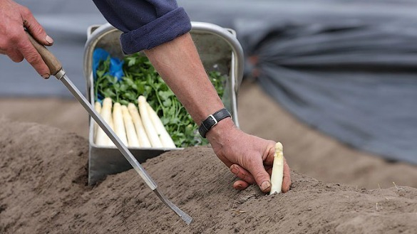 asperges-steken.jpg