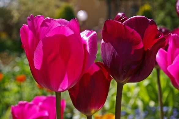 tulips-1390055-640.1.jpg