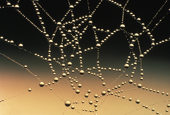kernen---druppels-water-op-spinnenweb.jpg
