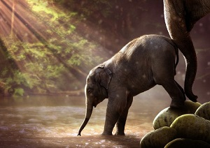 Nudging-olifant--002-.jpg