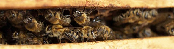 honingbijen-in-vliegopening-1920-x-430-pxls-L-1500x430.jpg