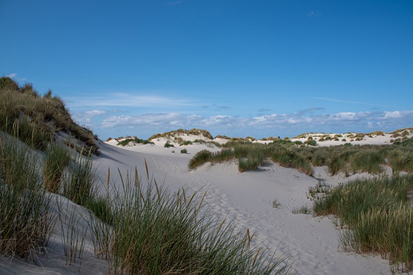 terschelling---duinen---pixabay--4317407-640.jpg