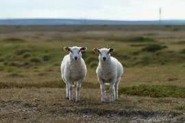 Wob-schapen.png